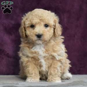 Glenna, Bich-Poo Puppy